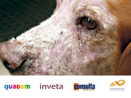 Curso de Dermatología Veterinaria de Quadam